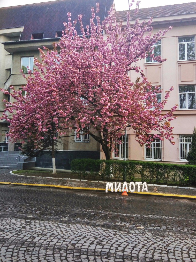 uzhgorod