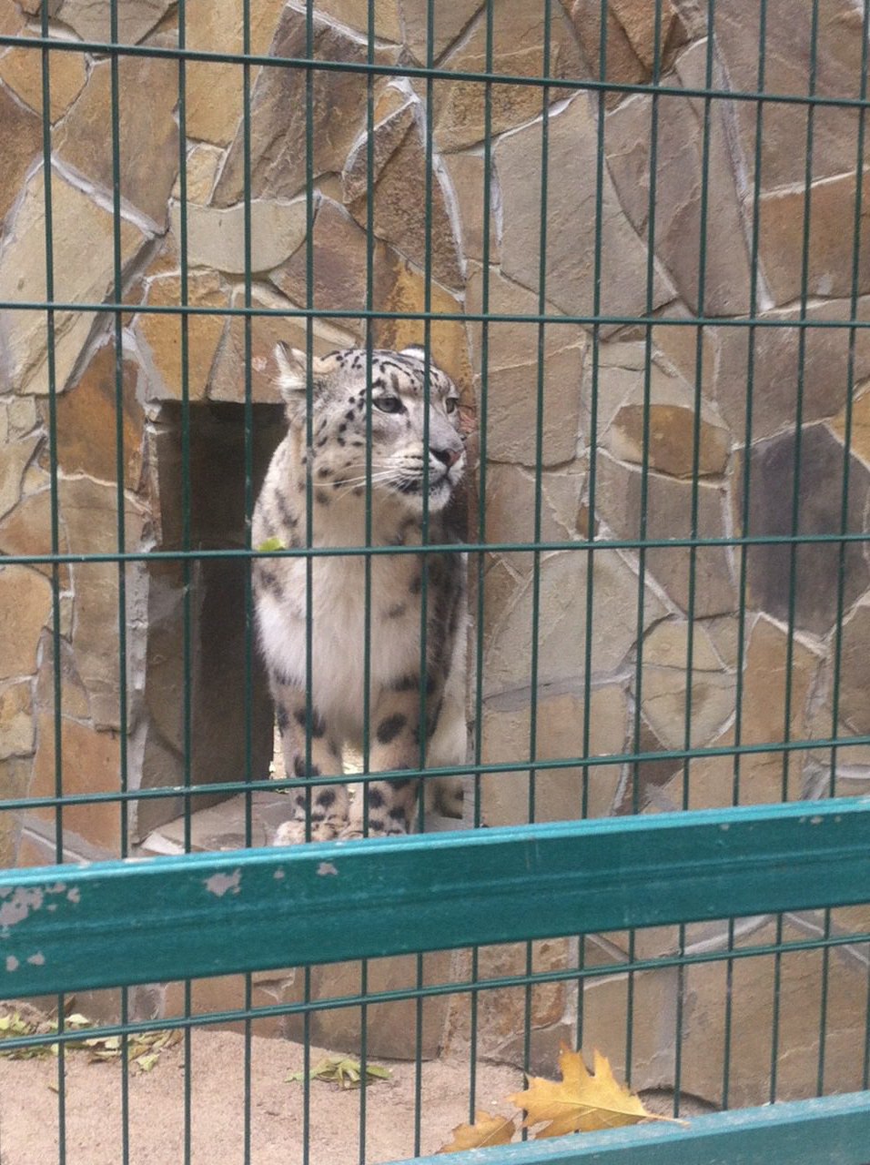 collegezoo